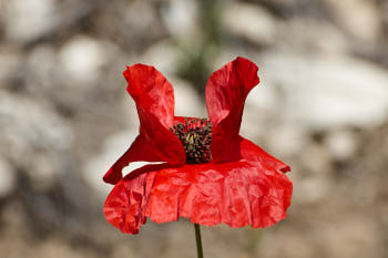 Fleurs<br>NIKON D70, 240 mm, 200 ISO,  1/500 sec,  f : 9.5 