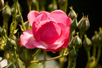 Fleurs<br>NIKON D70, 300 mm, 200 ISO,  1/500 sec,  f : 5.6 