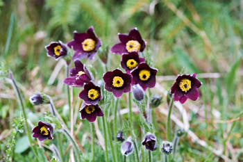 Fleurs<br>NIKON D4, 300 mm, 4000 ISO,  1/500 sec,  f : 8 