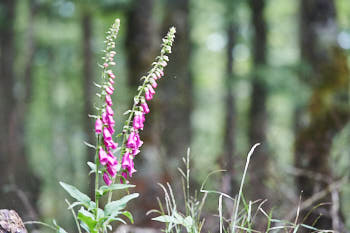 Fleurs<br>NIKON D4, 300 mm, 3600 ISO,  1/640 sec,  f : 5.6 