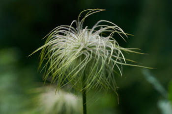 Fleurs<br>NIKON D4, 105 mm, 720 ISO,  1/250 sec,  f : 8 