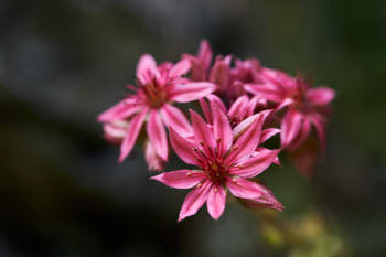 Fleurs<br>NIKON D4, 105 mm, 320 ISO,  1/250 sec,  f : 7.1 