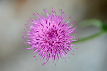 Fleurs<br>NIKON D4, 105 mm, 720 ISO,  1/640 sec,  f : 5.6 