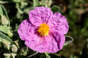 Fleurs<br>NIKON D200, 85 mm, 100 ISO,  1/250 sec,  f : 9.5 