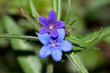 Fleurs<br>NIKON D200, 85 mm, 100 ISO,  1/180 sec,  f : 5.6 