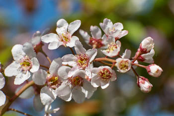 Fleurs<br>NIKON D200, 85 mm, 200 ISO,  1/320 sec,  f : 11 