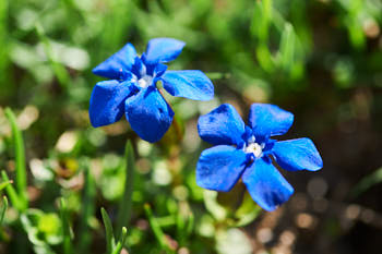 Fleurs<br>NIKON D700, 105 mm, 280 ISO,  1/500 sec,  f : 5.6 