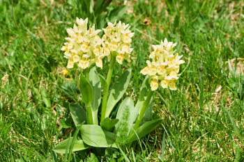 Fleurs<br>NIKON D700, 105 mm, 200 ISO,  1/200 sec,  f : 11 