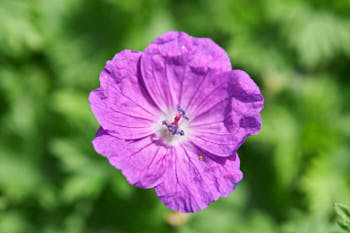 Fleurs<br>NIKON D700, 105 mm, 200 ISO,  1/320 sec,  f : 8 