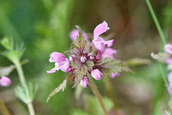 Fleurs<br>NIKON D700, 105 mm, 200 ISO,  1/60 sec,  f : 8 