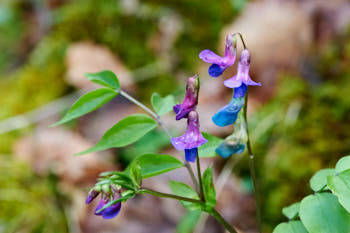 Fleurs<br>NIKON D700, 105 mm, 400 ISO,  1/60 sec,  f : 11 