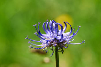 Fleurs<br>NIKON D700, 105 mm, 400 ISO,  1/320 sec,  f : 11 