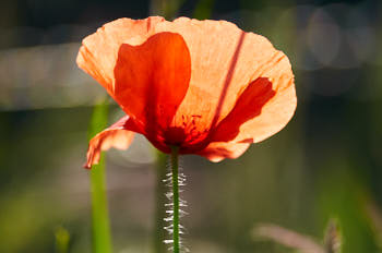 Fleurs<br>NIKON D300S, 420 mm, 200 ISO,  1/1000 sec,  f : 6.3 