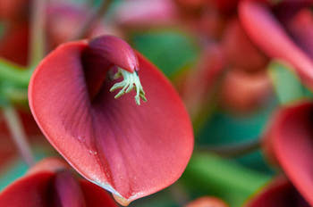 Fleurs<br>NIKON D300S, 105 mm, 1250 ISO,  1/400 sec,  f : 8 