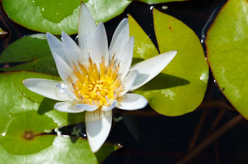 Fleurs<br>NIKON D300S, 105 mm, 200 ISO,  1/400 sec,  f : 8 