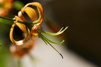 Fleurs<br>NIKON D300S, 105 mm, 200 ISO,  1/1250 sec,  f : 5 