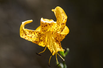 Fleurs<br>NIKON D300S, 105 mm, 200 ISO,  1/1250 sec,  f : 5 