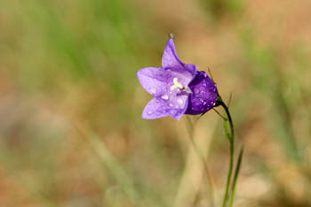 Fleurs<br>NIKON D200, 105 mm, 200 ISO,  1/250 sec,  f : 7.1 