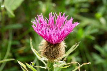 Fleurs<br>NIKON D200, 105 mm, 200 ISO,  1/100 sec,  f : 9 