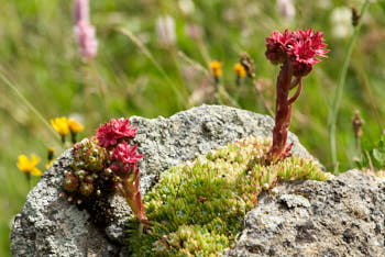 Fleurs<br>NIKON D200, 105 mm, 200 ISO,  1/200 sec,  f : 9 