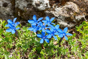 Fleurs<br>NIKON D200, 105 mm, 100 ISO,  1/180 sec,  f : 7.1 