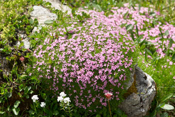 Fleurs<br>NIKON D200, 105 mm, 100 ISO,  1/250 sec,  f : 7.1 