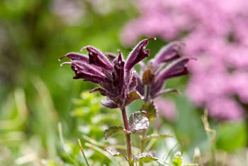 Fleurs<br>NIKON D200, 105 mm, 100 ISO,  1/125 sec,  f : 6.3 