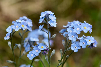 Fleurs<br>NIKON D200, 105 mm, 100 ISO,  1/180 sec,  f : 6.3 