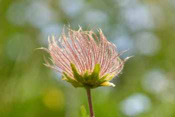 Fleurs<br>NIKON D200, 105 mm, 100 ISO,  1/320 sec,  f : 5 