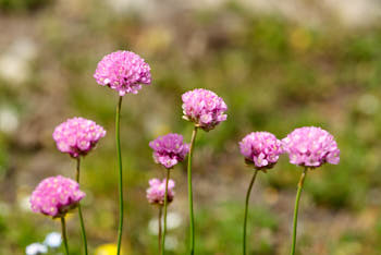 Fleurs<br>NIKON D200, 105 mm, 100 ISO,  1/640 sec,  f : 5 