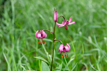 Fleurs<br>NIKON D200, 105 mm, 200 ISO,  1/80 sec,  f : 5.6 