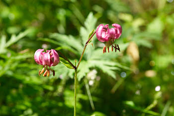 Fleurs<br>NIKON D200, 105 mm, 200 ISO,  1/250 sec,  f : 5.6 