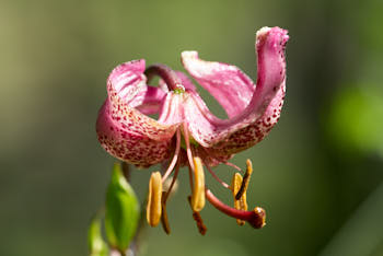 Fleurs<br>NIKON D200, 105 mm, 100 ISO,  1/250 sec,  f : 6.3 