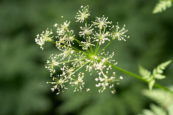 Fleurs<br>NIKON D200, 105 mm, 200 ISO,  1/500 sec,  f : 4.5 