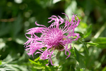 Fleurs<br>NIKON D200, 105 mm, 200 ISO,  1/640 sec,  f : 4.5 