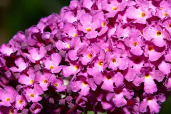 Fleurs<br>NIKON D200, 105 mm, 400 ISO,  1/160 sec,  f : 22 