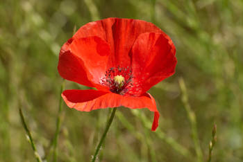 Fleurs<br>NIKON D200, 260 mm, 200 ISO,  1/180 sec,  f : 11 