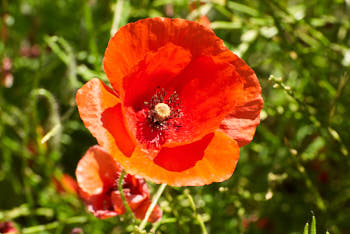 Fleurs<br>NIKON D200, 195 mm, 200 ISO,  1/180 sec,  f : 11 