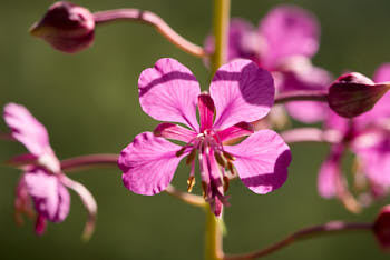 Fleurs<br>NIKON D200, 105 mm, 100 ISO,  1/160 sec,  f : 8 