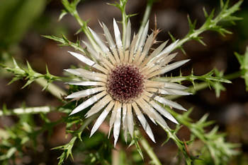 Fleurs<br>NIKON D200, 105 mm, 100 ISO,  1/640 sec,  f : 5.6 