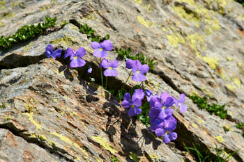 Fleurs<br>NIKON D700, 300 mm, 560 ISO,  1/1000 sec,  f : 8 