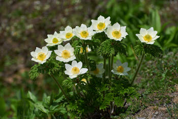 Fleurs<br>NIKON D700, 195 mm, 640 ISO,  1/2500 sec,  f : 7.1 