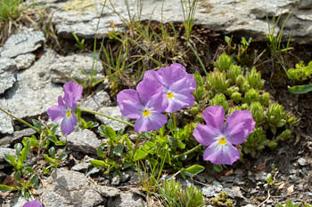 Fleurs<br>NIKON D70, 70 mm, 200 ISO,  1/250 sec,  f : 9.5 