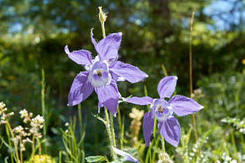 Fleurs<br>NIKON D70, 44 mm, 200 ISO,  1/250 sec,  f : 6.7 