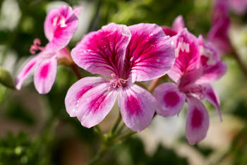 Fleurs<br>NIKON D200, 85 mm, 100 ISO,  1/160 sec,  f : 9 