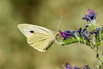 Insectes<br>NIKON D200, 150 mm, 200 ISO,  1/400 sec,  f : 7.1 