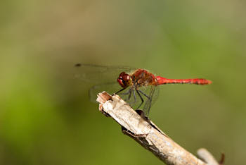 Insectes<br>NIKON D200, 420 mm, 400 ISO,  1/750 sec,  f : 6.3 