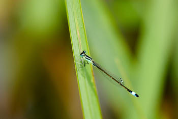 Insectes<br>NIKON D200, 420 mm, 400 ISO,  1/350 sec,  f : 6.3 