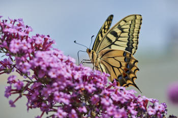 Insectes<br>NIKON Df, 105 mm, 560 ISO,  1/2000 sec,  f : 8 