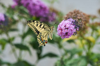 Insectes<br>NIKON Df, 105 mm, 1250 ISO,  1/2000 sec,  f : 8 